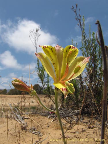 Фотография Alstroemeria kingii (). Щелкните, чтобы увеличить вырез.