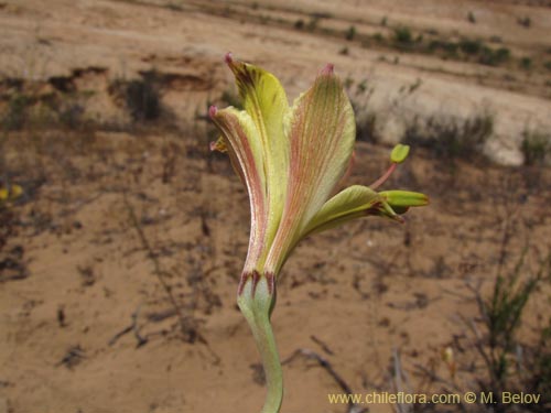 Image of Alstroemeria kingii (). Click to enlarge parts of image.