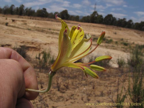 Фотография Alstroemeria kingii (). Щелкните, чтобы увеличить вырез.