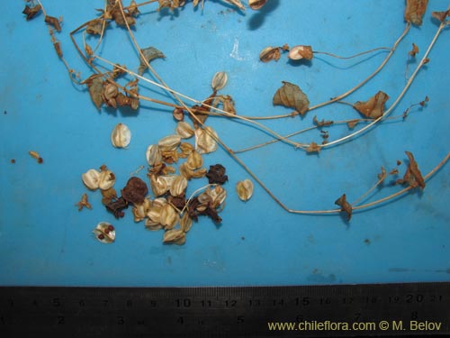 Image of Dioscorea sp. (). Click to enlarge parts of image.