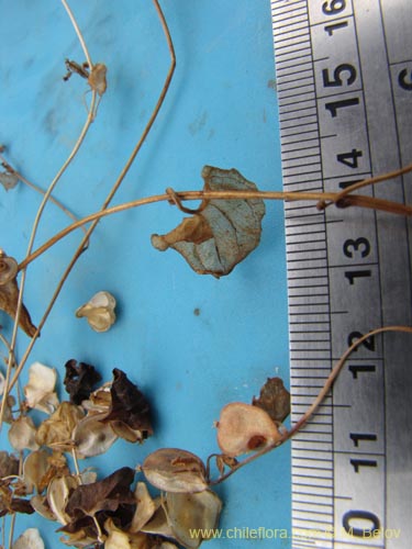 Image of Unidentified Plant sp. #2217 (). Click to enlarge parts of image.