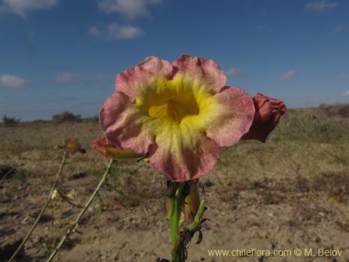 Фотография Argylia radiata (). Щелкните, чтобы увеличить вырез.