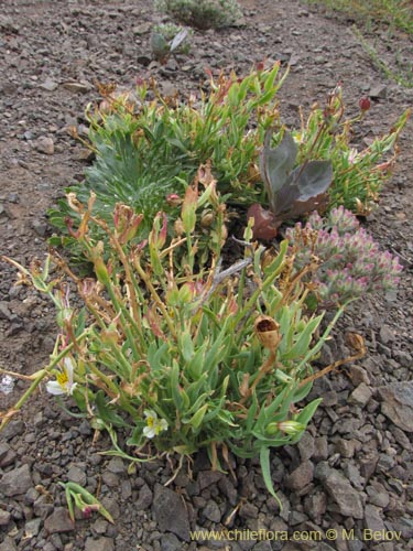 Bild von Alstroemeria graminea (). Klicken Sie, um den Ausschnitt zu vergrössern.