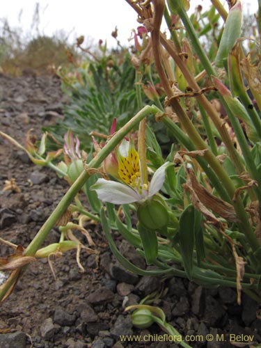 Imágen de Alstroemeria graminea (). Haga un clic para aumentar parte de imágen.