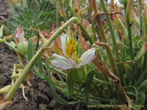 Imágen de Alstroemeria graminea (). Haga un clic para aumentar parte de imágen.