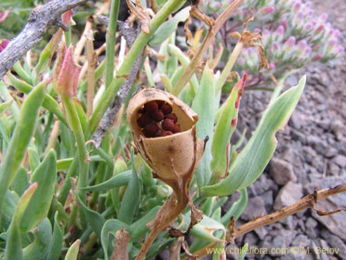 Image of Alstroemeria graminea (). Click to enlarge parts of image.