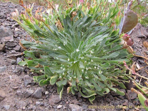 Image of Viola sp. #3189 (). Click to enlarge parts of image.