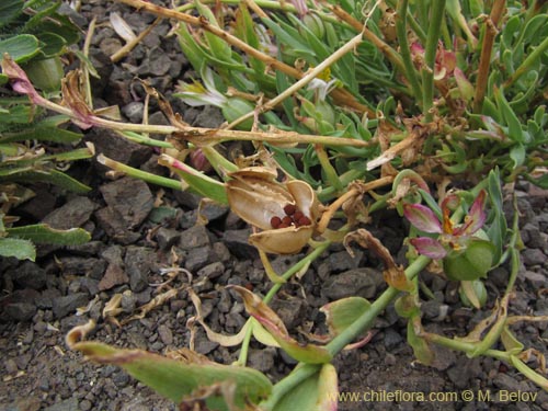 Bild von Alstroemeria graminea (). Klicken Sie, um den Ausschnitt zu vergrössern.