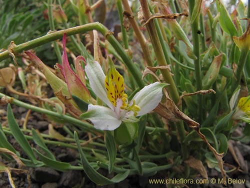Image of Alstroemeria graminea (). Click to enlarge parts of image.