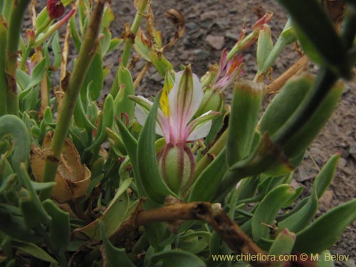 Bild von Alstroemeria graminea (). Klicken Sie, um den Ausschnitt zu vergrössern.