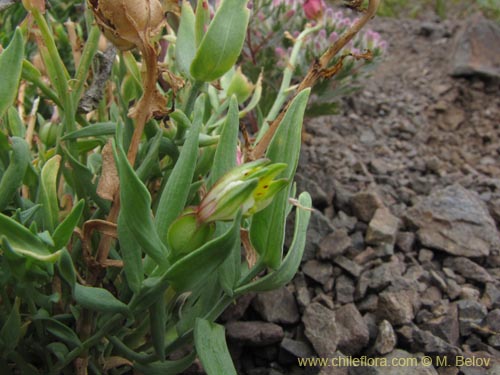 Imágen de Alstroemeria graminea (). Haga un clic para aumentar parte de imágen.