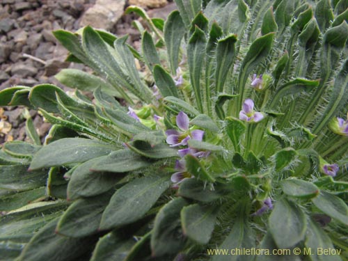 Imágen de Viola taltalensis (). Haga un clic para aumentar parte de imágen.