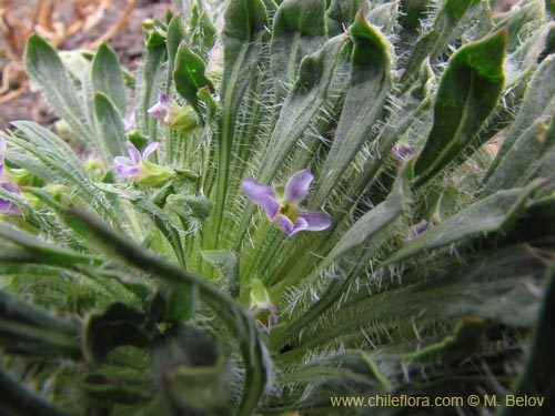 Image of Viola taltalensis (). Click to enlarge parts of image.