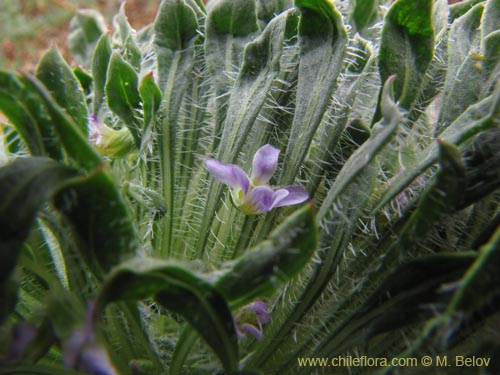 Bild von Viola taltalensis (). Klicken Sie, um den Ausschnitt zu vergrössern.