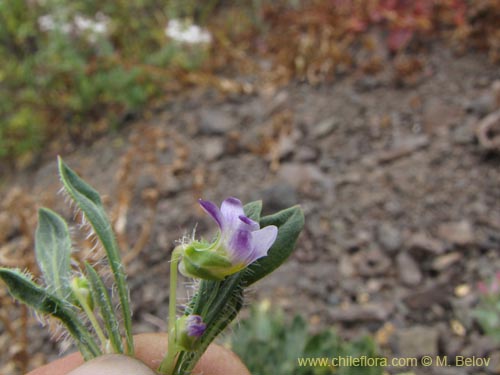 Фотография Viola taltalensis (). Щелкните, чтобы увеличить вырез.