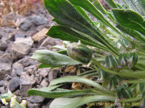 Imágen de Viola taltalensis (). Haga un clic para aumentar parte de imágen.