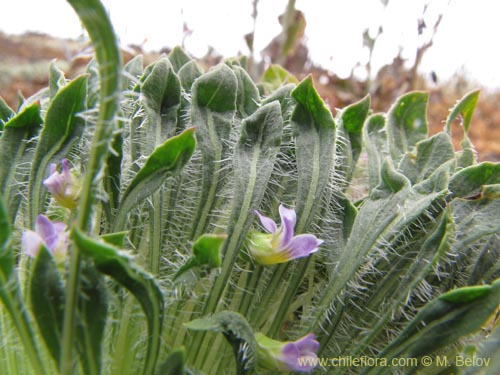 Фотография Viola taltalensis (). Щелкните, чтобы увеличить вырез.