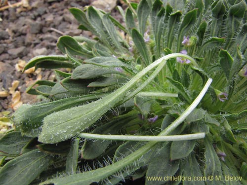 Image of Viola taltalensis (). Click to enlarge parts of image.