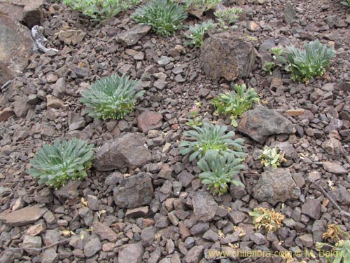 Фотография Viola taltalensis (). Щелкните, чтобы увеличить вырез.