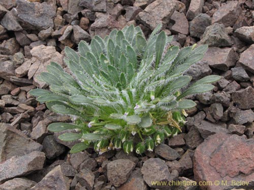 Imágen de Viola taltalensis (). Haga un clic para aumentar parte de imágen.