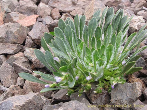 Image of Viola taltalensis (). Click to enlarge parts of image.