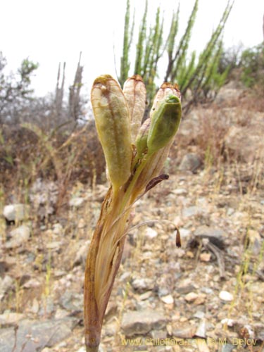 Image of Tigridia philippiana (). Click to enlarge parts of image.