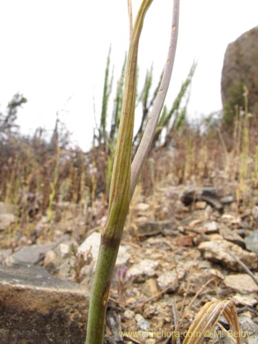 Tigridia philippiana的照片