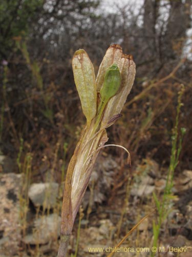 Image of Tigridia philippiana (). Click to enlarge parts of image.