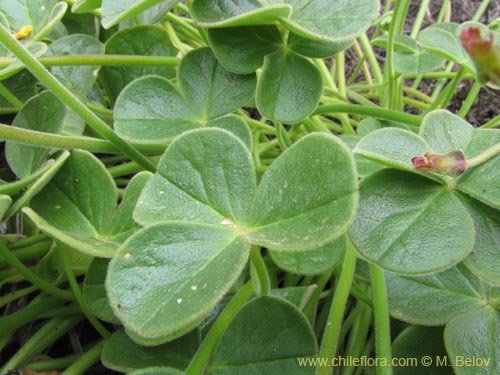 Oxalis sp. #3171の写真