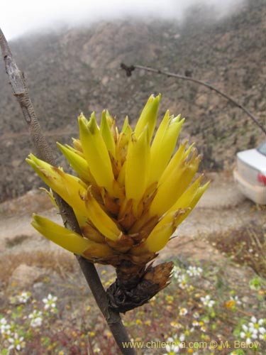 Bild von Deuterocohnia chrysantha (). Klicken Sie, um den Ausschnitt zu vergrössern.