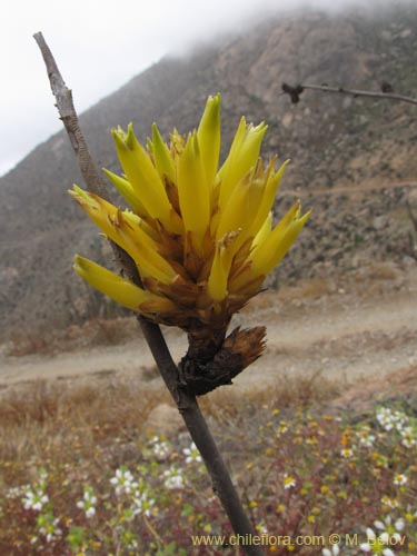 Фотография Deuterocohnia chrysantha (). Щелкните, чтобы увеличить вырез.