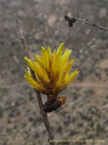 Bild von Deuterocohnia chrysantha (). Klicken Sie, um den Ausschnitt zu vergrössern.