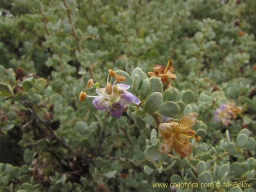 Imágen de Grabowskia glauca (). Haga un clic para aumentar parte de imágen.