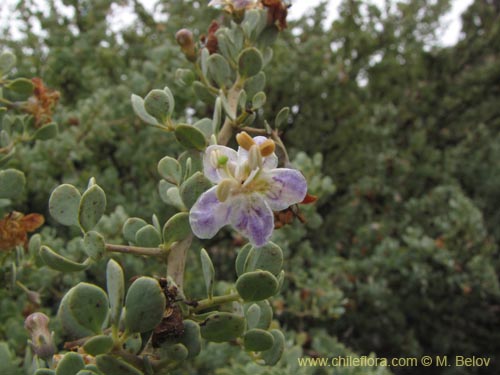 Imágen de Grabowskia glauca (). Haga un clic para aumentar parte de imágen.