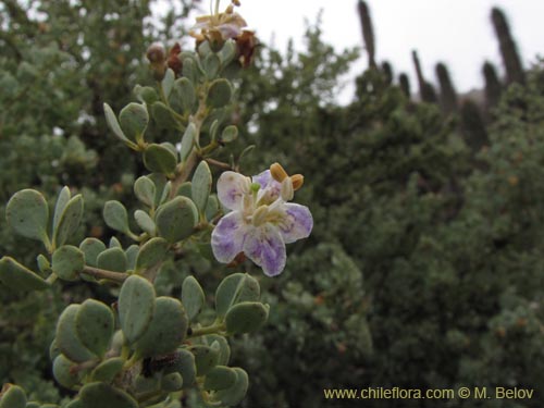 Imágen de Grabowskia glauca (). Haga un clic para aumentar parte de imágen.