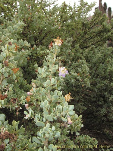 Imágen de Grabowskia glauca (). Haga un clic para aumentar parte de imágen.