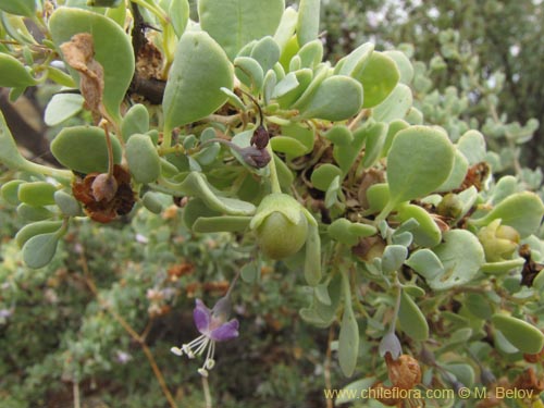 Imágen de Grabowskia glauca (). Haga un clic para aumentar parte de imágen.