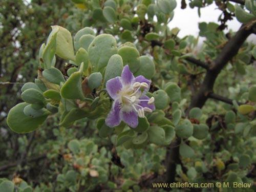 Imágen de Grabowskia glauca (). Haga un clic para aumentar parte de imágen.