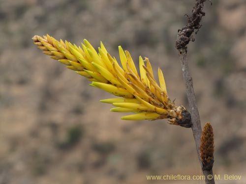 Bild von Deuterocohnia chrysantha (). Klicken Sie, um den Ausschnitt zu vergrössern.