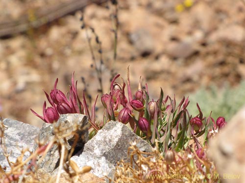 Imágen de Alstroemeria graminea (). Haga un clic para aumentar parte de imágen.