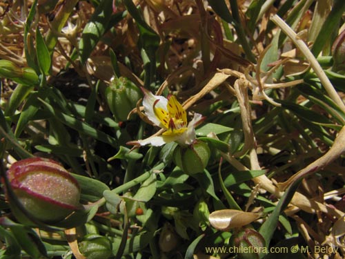 Image of Alstroemeria graminea (). Click to enlarge parts of image.