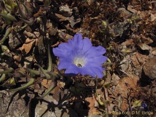 Imágen de Nolana elegans (). Haga un clic para aumentar parte de imágen.