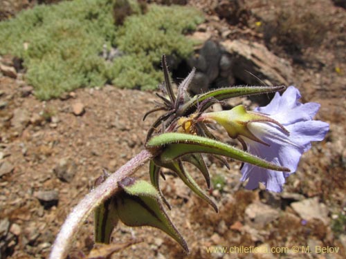 Фотография Nolana elegans (). Щелкните, чтобы увеличить вырез.