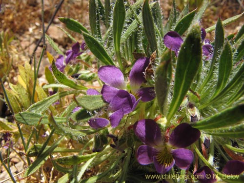 Фотография Viola taltalensis (). Щелкните, чтобы увеличить вырез.