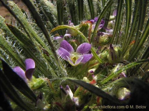 Image of Viola taltalensis (). Click to enlarge parts of image.