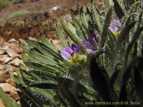 Фотография Viola taltalensis (). Щелкните, чтобы увеличить вырез.