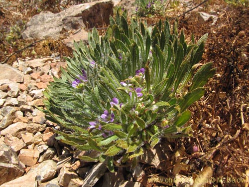 Imágen de Viola taltalensis (). Haga un clic para aumentar parte de imágen.