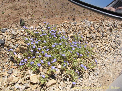 Imágen de Nolana elegans (). Haga un clic para aumentar parte de imágen.