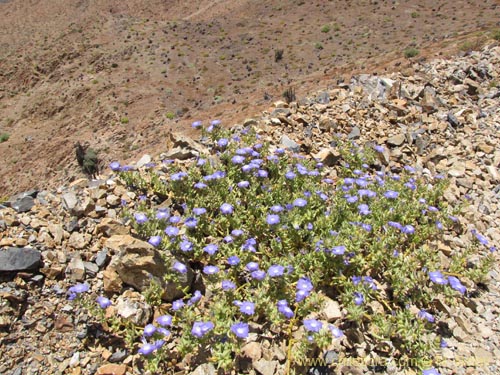 Imágen de Nolana elegans (). Haga un clic para aumentar parte de imágen.