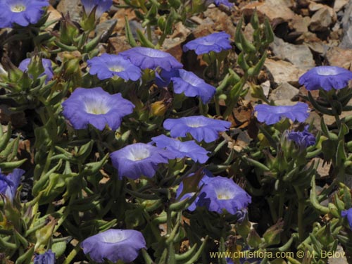 Bild von Nolana elegans (). Klicken Sie, um den Ausschnitt zu vergrössern.